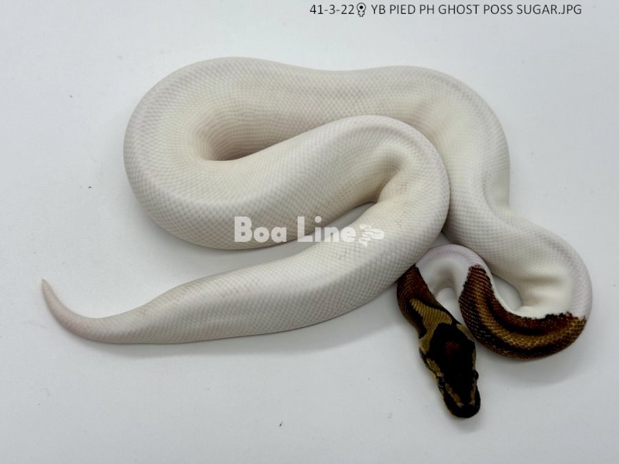 YB PIED PH GHOST POSS SUGAR